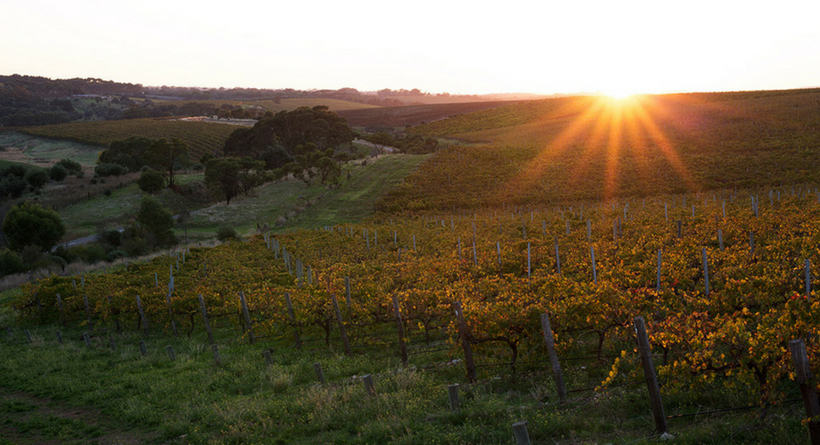 Dowie Doole vineyards | Halliday Wine Companion